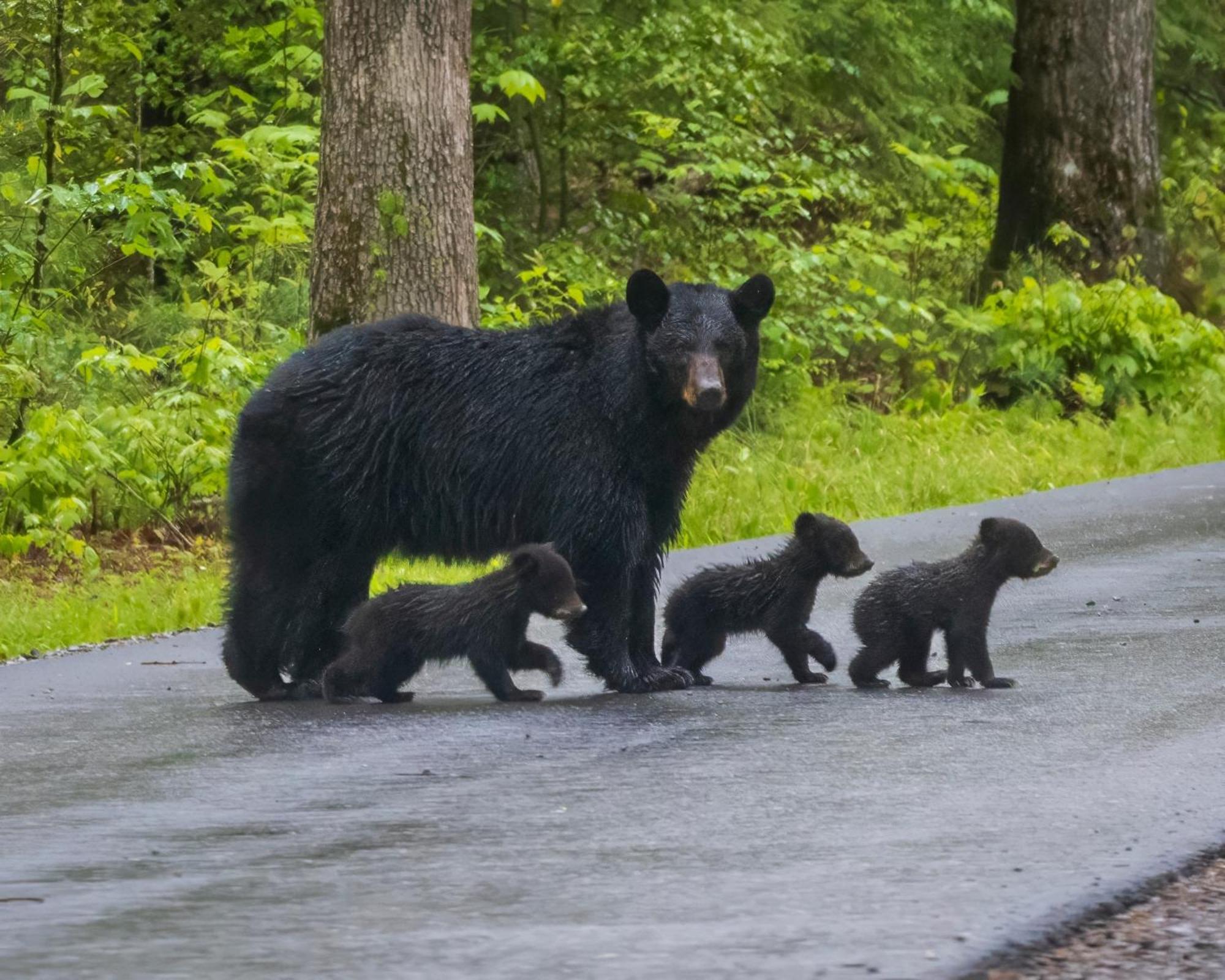 Time To Cuddle, Wifi, Near Pigeon Forge, 1089 Free Tickets Each Paid Day, Dollywood And More Kültér fotó